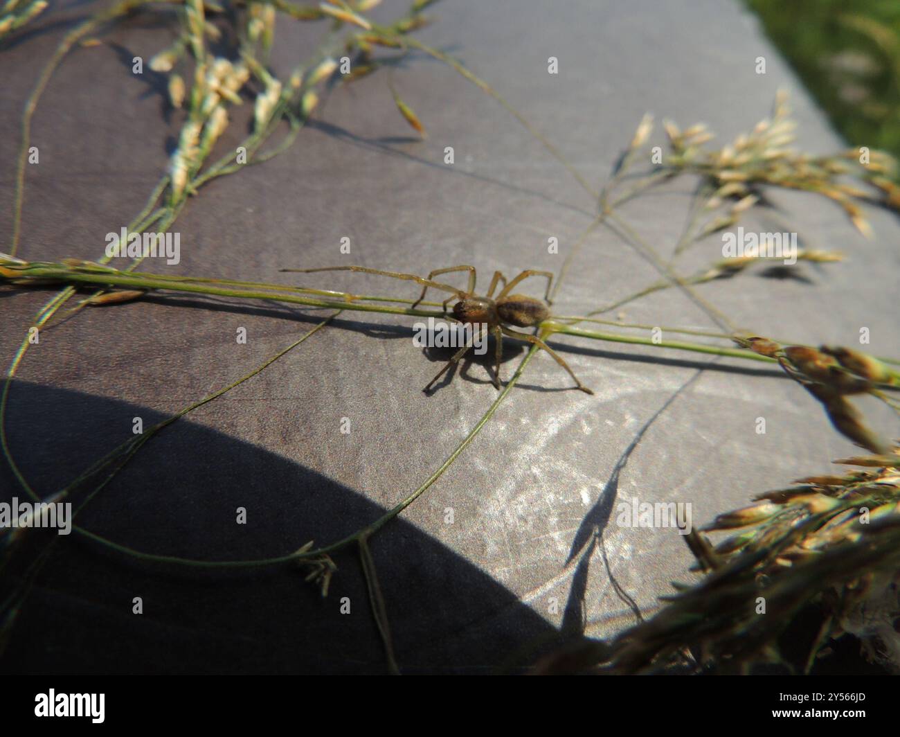 Ragno da caccia a due artigli (Cheiracanthium erraticum) Arachnida Foto Stock