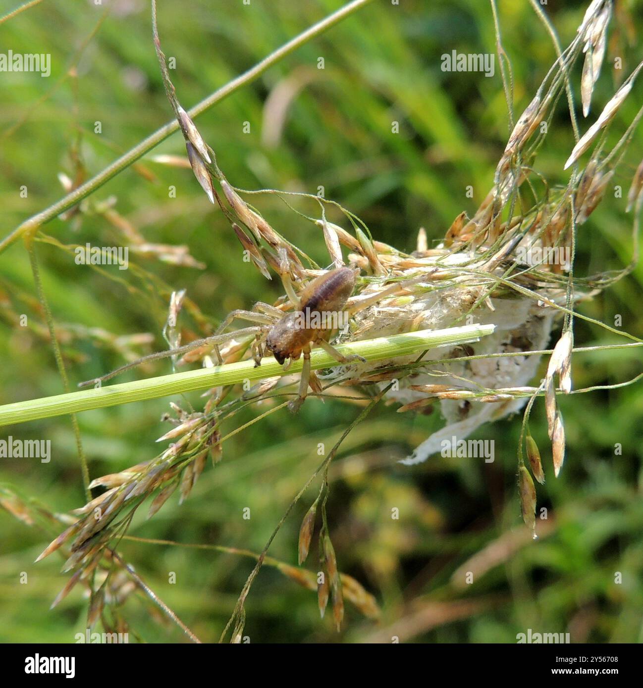 Ragno da caccia a due artigli (Cheiracanthium erraticum) Arachnida Foto Stock