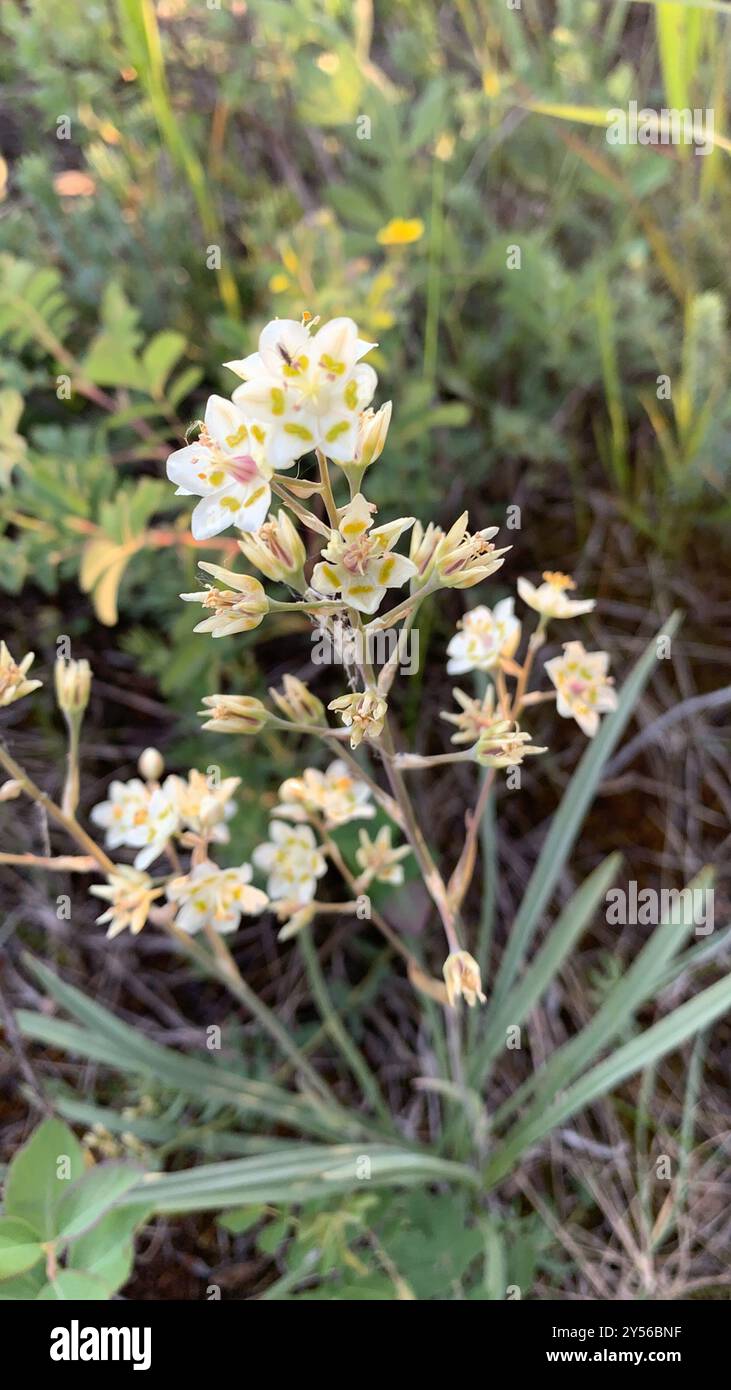 Montagna Deathcamas (Anticlea elegans) Plantae Foto Stock