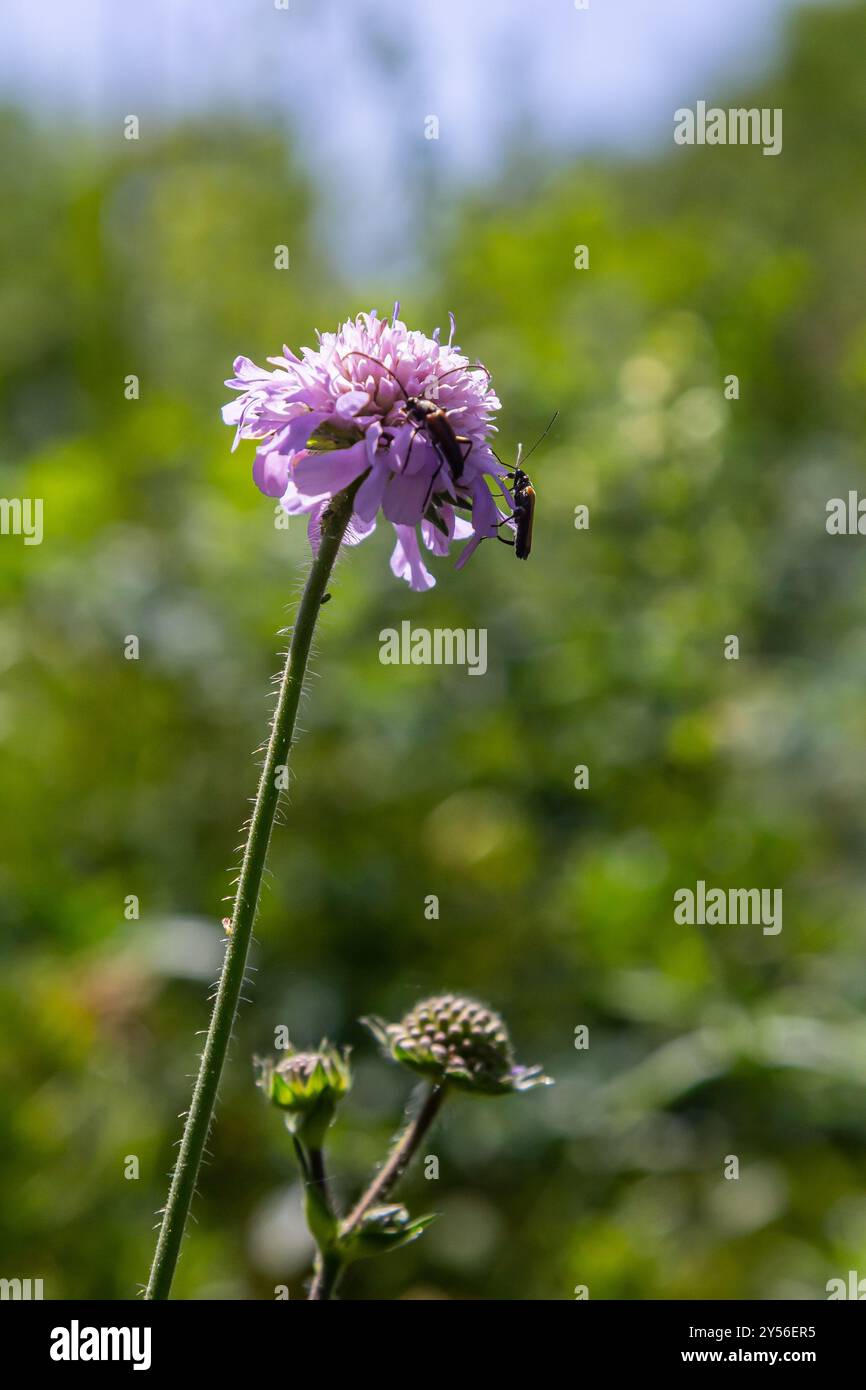Knautia arvensis Lilac campo scabioso sulla cima di uno stelo peloso grigio-verde che ondeggia leggermente, un'ape di miele che raccoglie e foraggia il suo nettare. Foto Stock