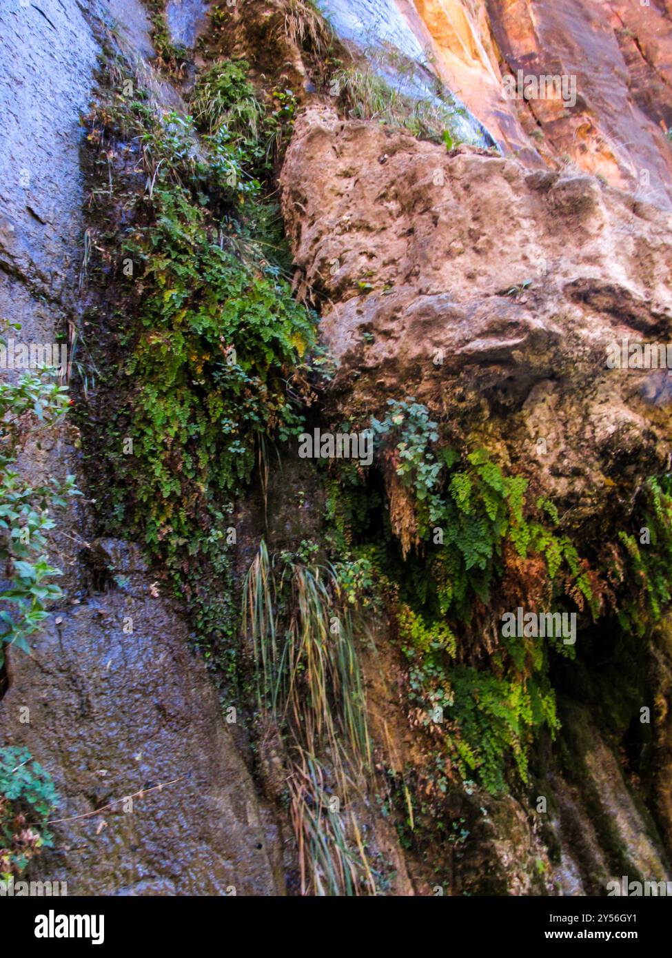 Un giardino pensile di felci e muschi che crescono sulla roccia porosa di arenaria che forma le pareti del Canyon di Zion Canyon nello Utah. Foto Stock