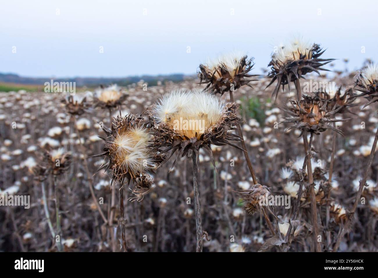 Testa di semi di cardo da latte - nome latino - Silybum marianum. Foto Stock