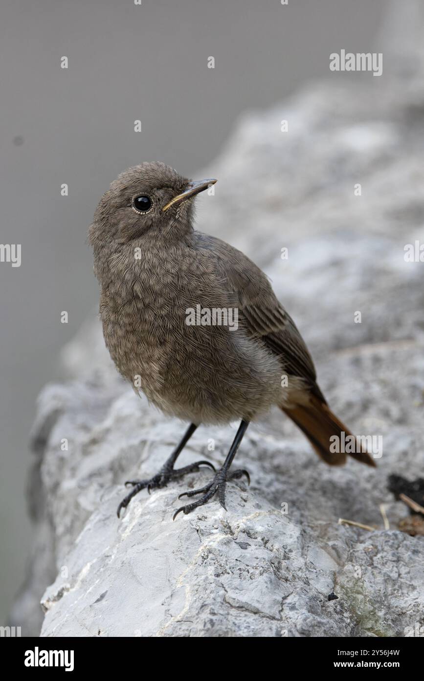 Black Redstart (Phoenicurus ochruros) giovani Svizzera agosto 2024 Foto Stock