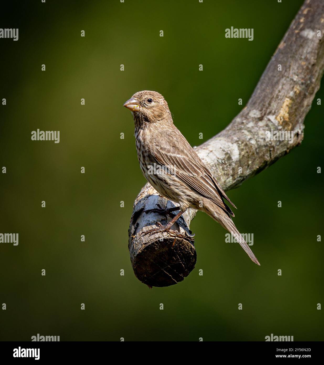 Piccola femmina appollaiata sul ramo dell'albero in primavera Foto Stock