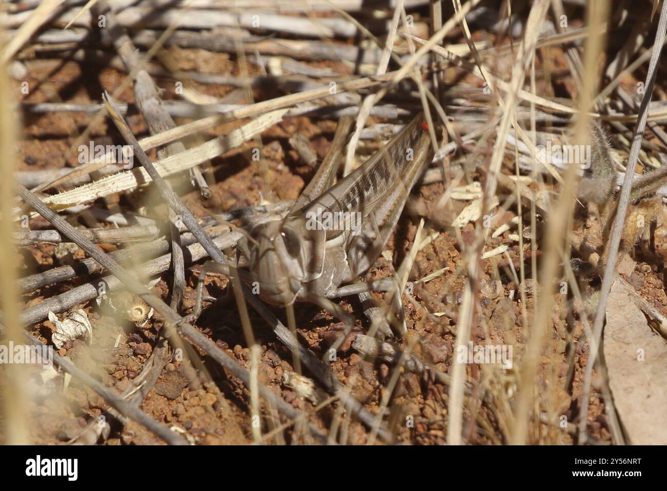 Locust (Austracris guttulosa) Insecta Foto Stock