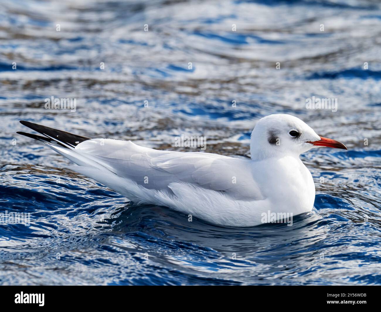 Un Gull dalla testa nera, Chroicocephalus ridibundus a sheringham, norfolk, Regno Unito. Foto Stock