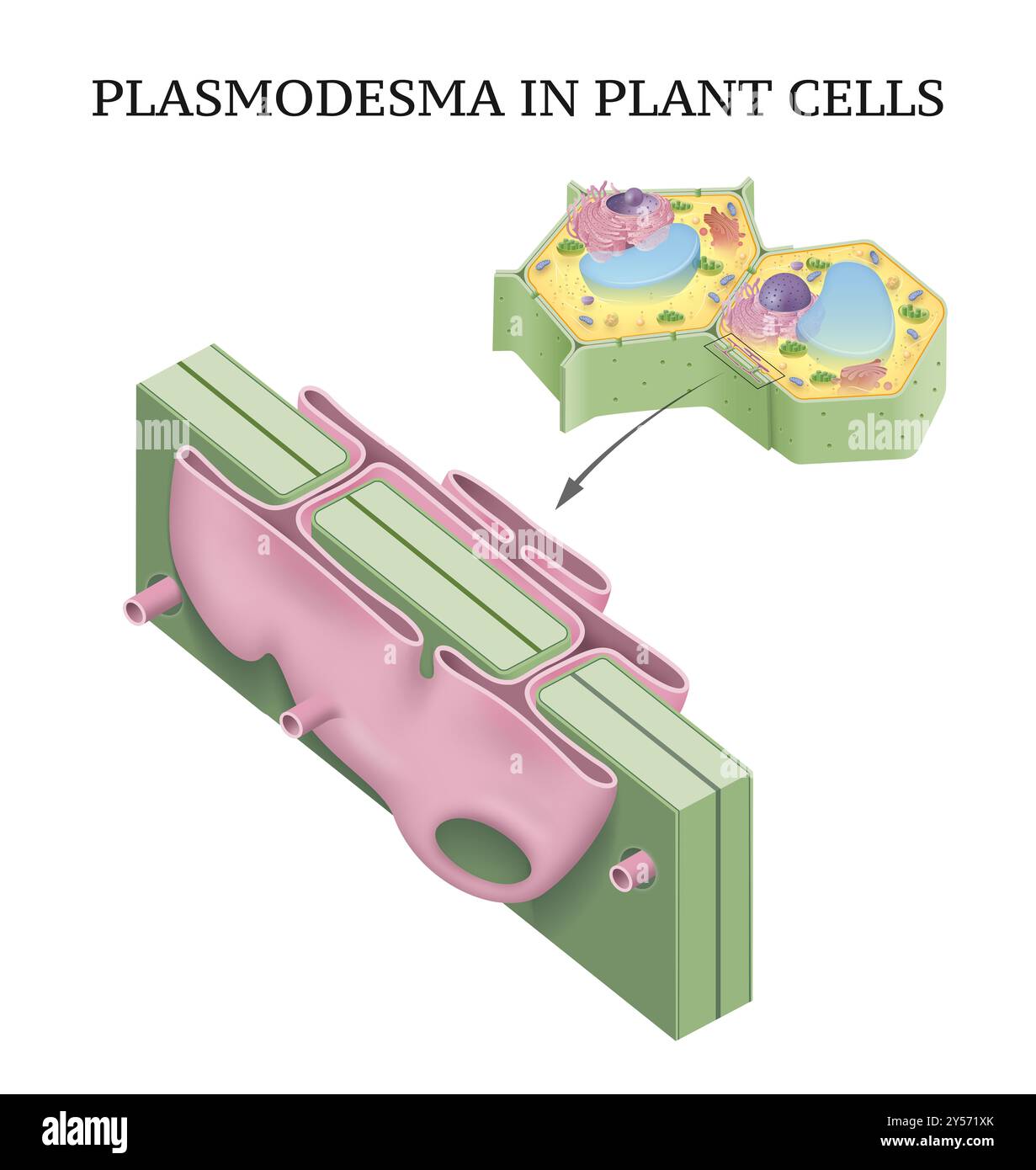 Illustrazione del plasma nelle cellule vegetali Foto Stock