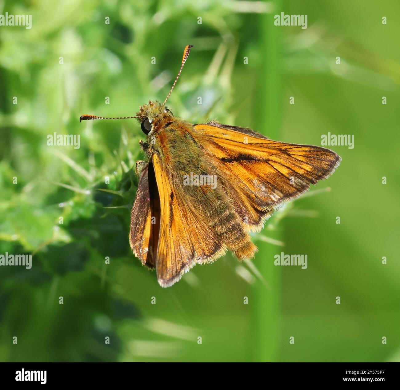 Una grande Skipper Butterfly (Ochlodes sylvanus) nelle Cotswold Hills Gloucestershire Regno Unito Foto Stock