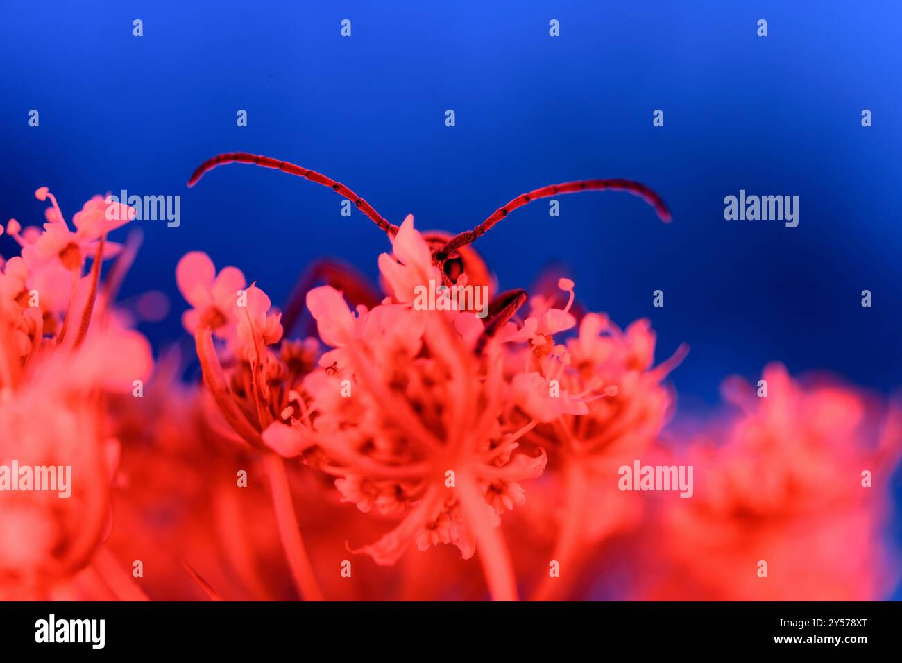 Insetto rosso nascosto Foto Stock