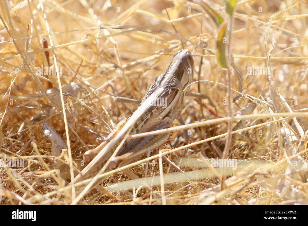 Locust (Austracris guttulosa) Insecta Foto Stock