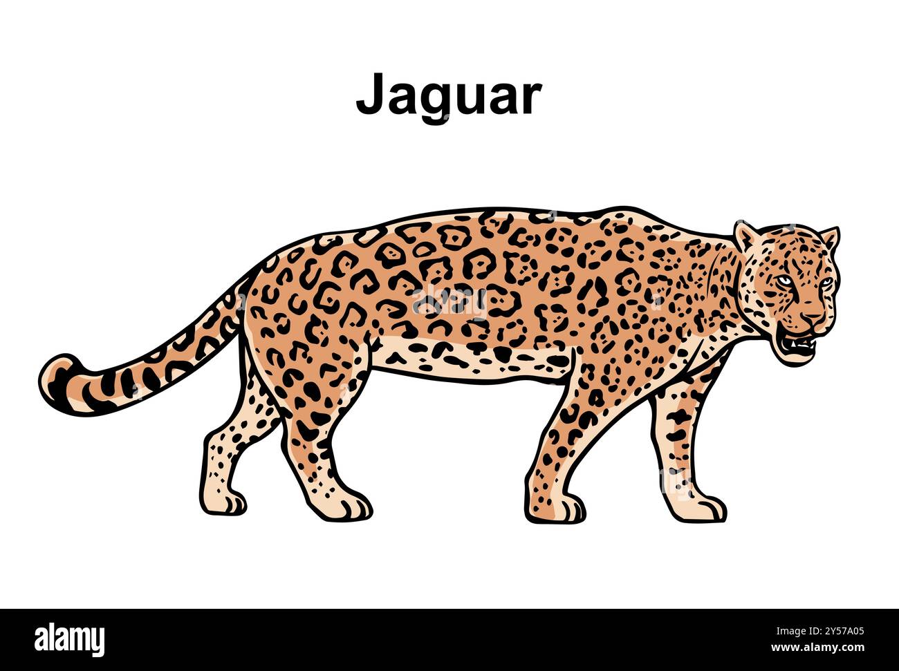 Jaguar su sfondo bianco Illustrazione Vettoriale