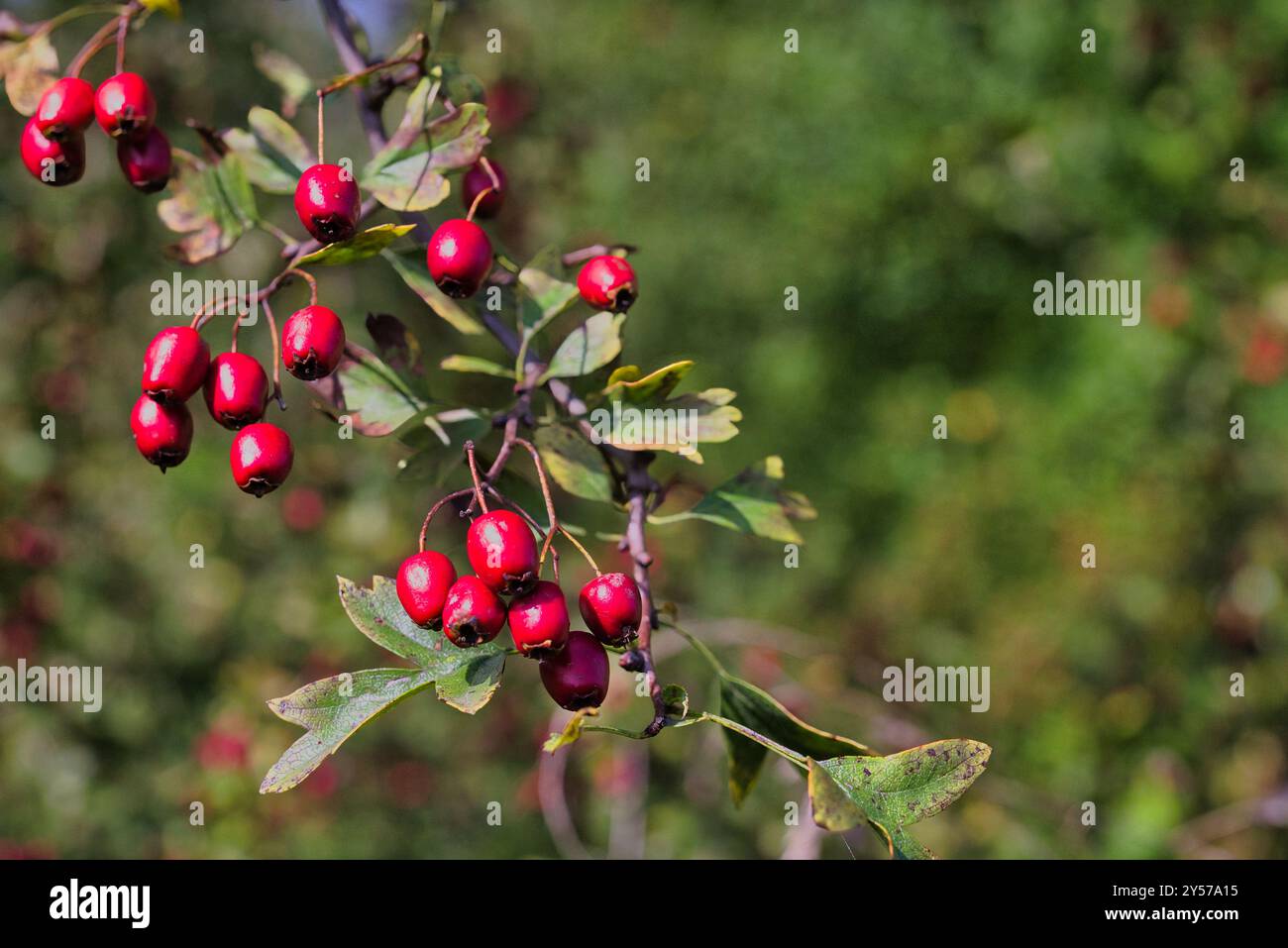 Un ramo verde di un bosco di biancospino selvatico rosso-fruttato Foto Stock