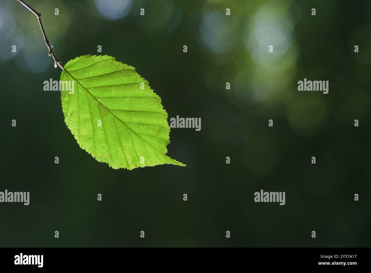 Una foglia verde su un ramo verde su uno sfondo verde della foresta Foto Stock