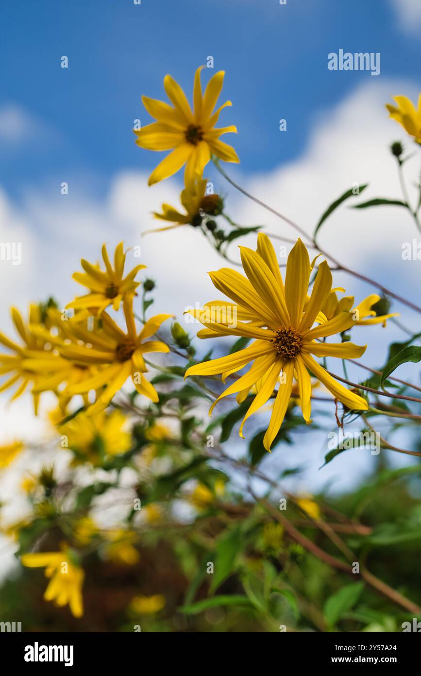 Fiori gialli in fiore contro un cielo blu Foto Stock