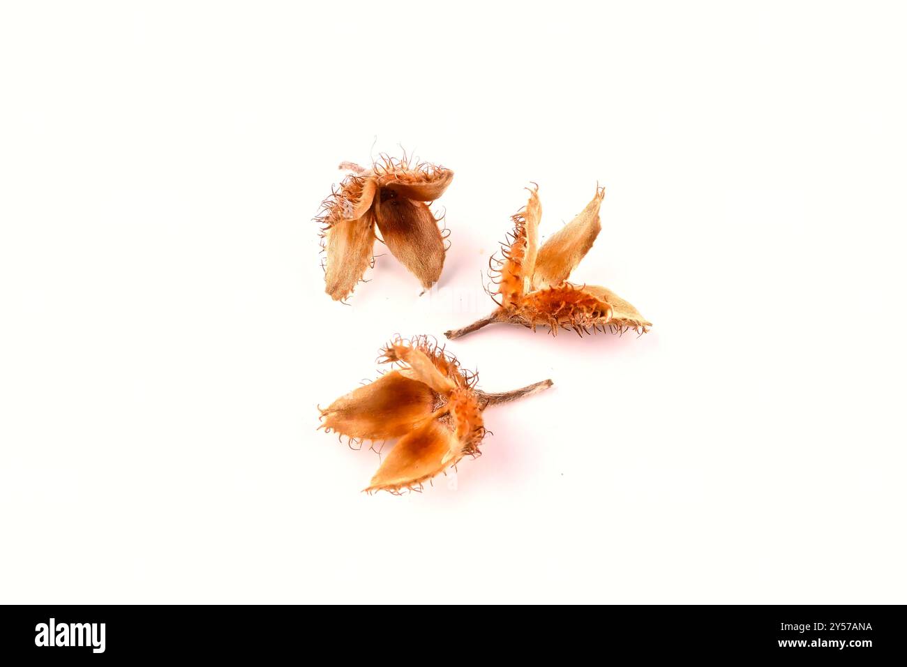 Primo piano di un gruppo di tre faggete bordate con i gusci di frutta appoggiati su una tavola bianca, isolata su sfondo bianco. Foto Stock