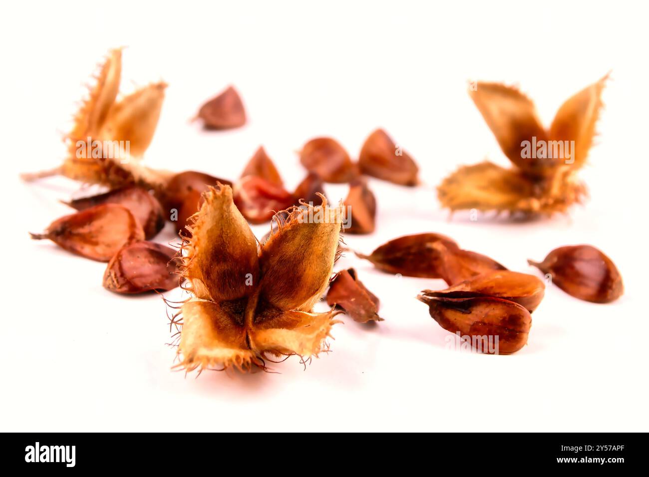 Primo piano di un gruppo di tre faggete bordate con i gusci di frutta appoggiati su una tavola bianca, isolata su sfondo bianco. Foto Stock