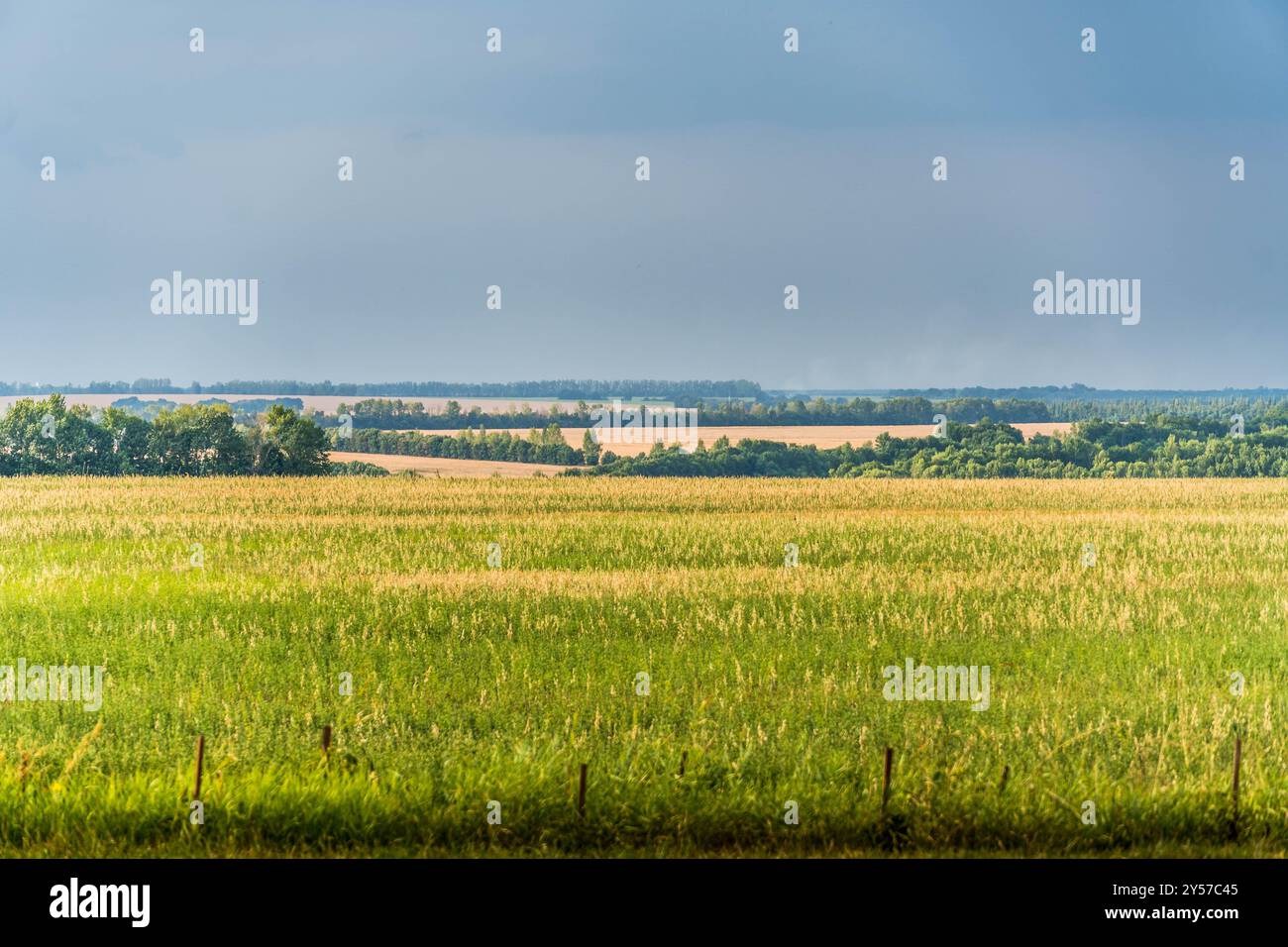 Il pacifico campo verde al confine tra Ucraina e Russia a Kursk Oblast. Foto Stock