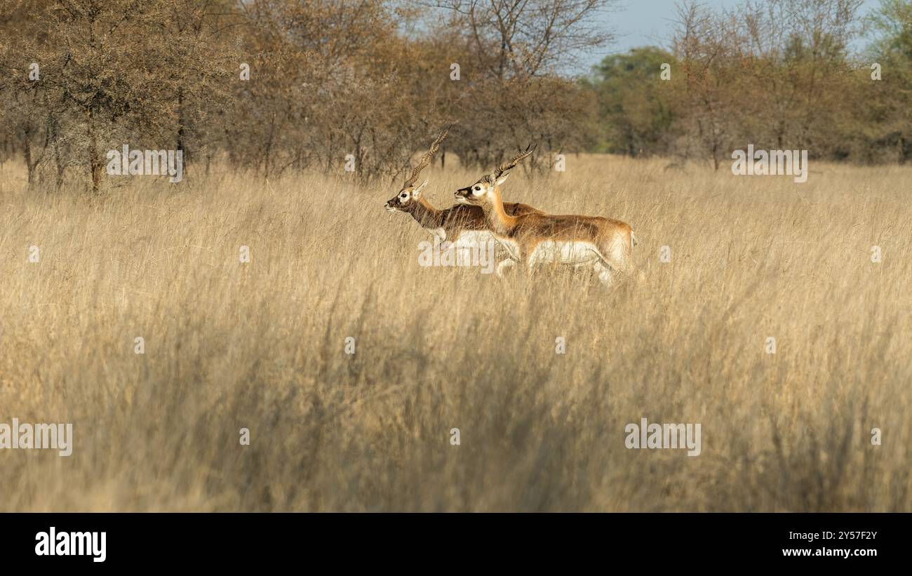 Bella coppia Blackbuck. I BlackBucks sono antilopi nativi dell'India. Sono conosciuti per il loro caratteristico cappotto bianco e nero. Foto Stock