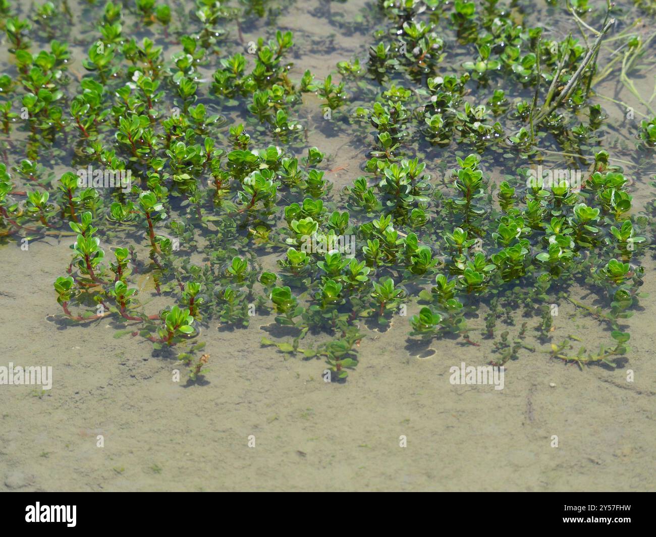 Tazza da denti a foglia rotonda (Rotala rotundifolia) Plantae Foto Stock