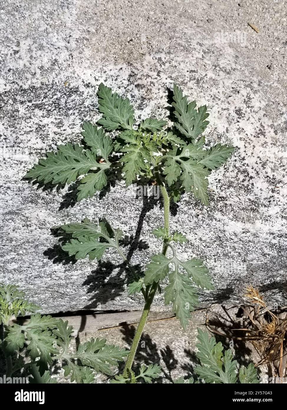 Plantae del borsone della colonna vertebrale piatta (Ambrosia acanthicarpa) Foto Stock