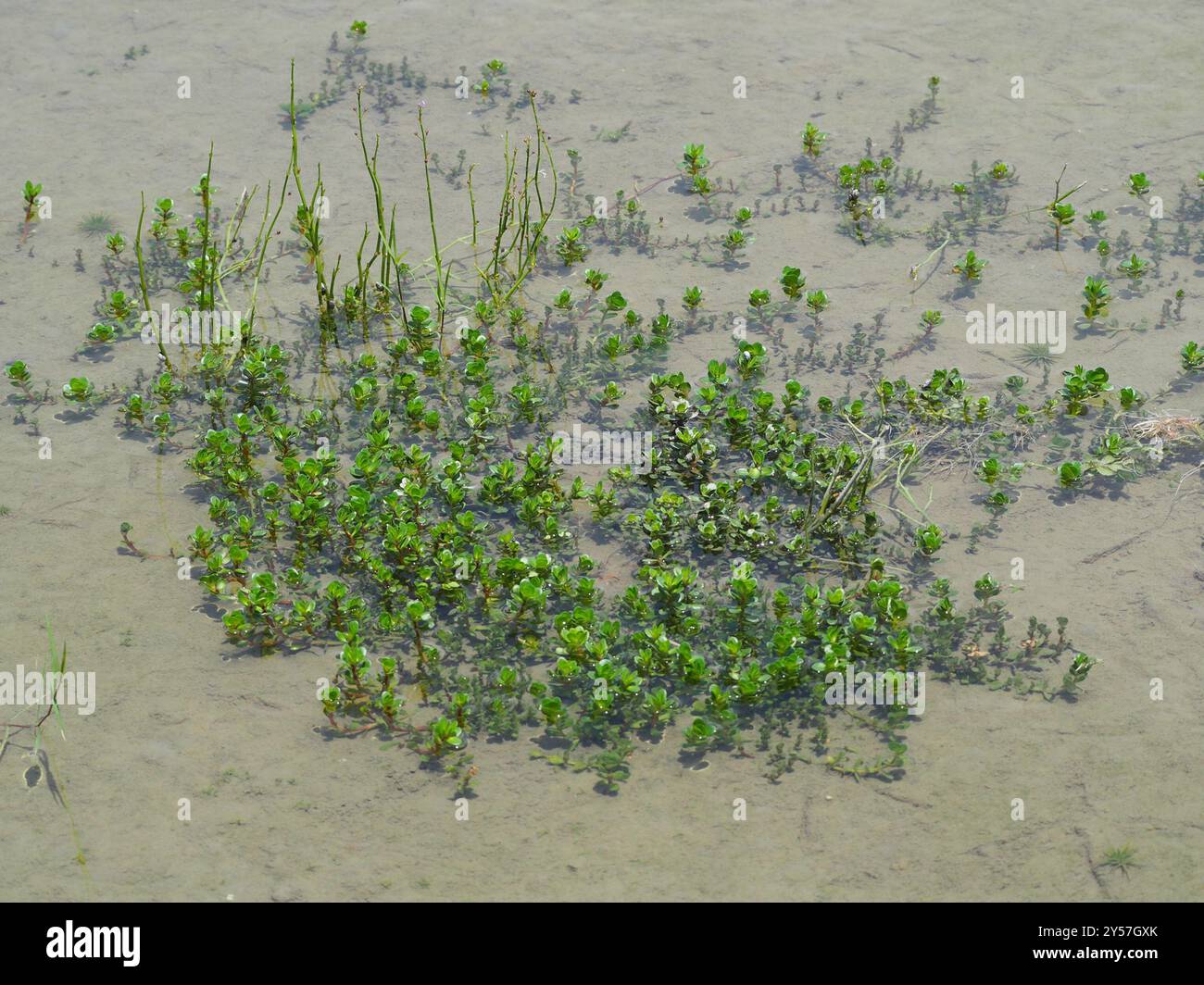 Tazza da denti a foglia rotonda (Rotala rotundifolia) Plantae Foto Stock