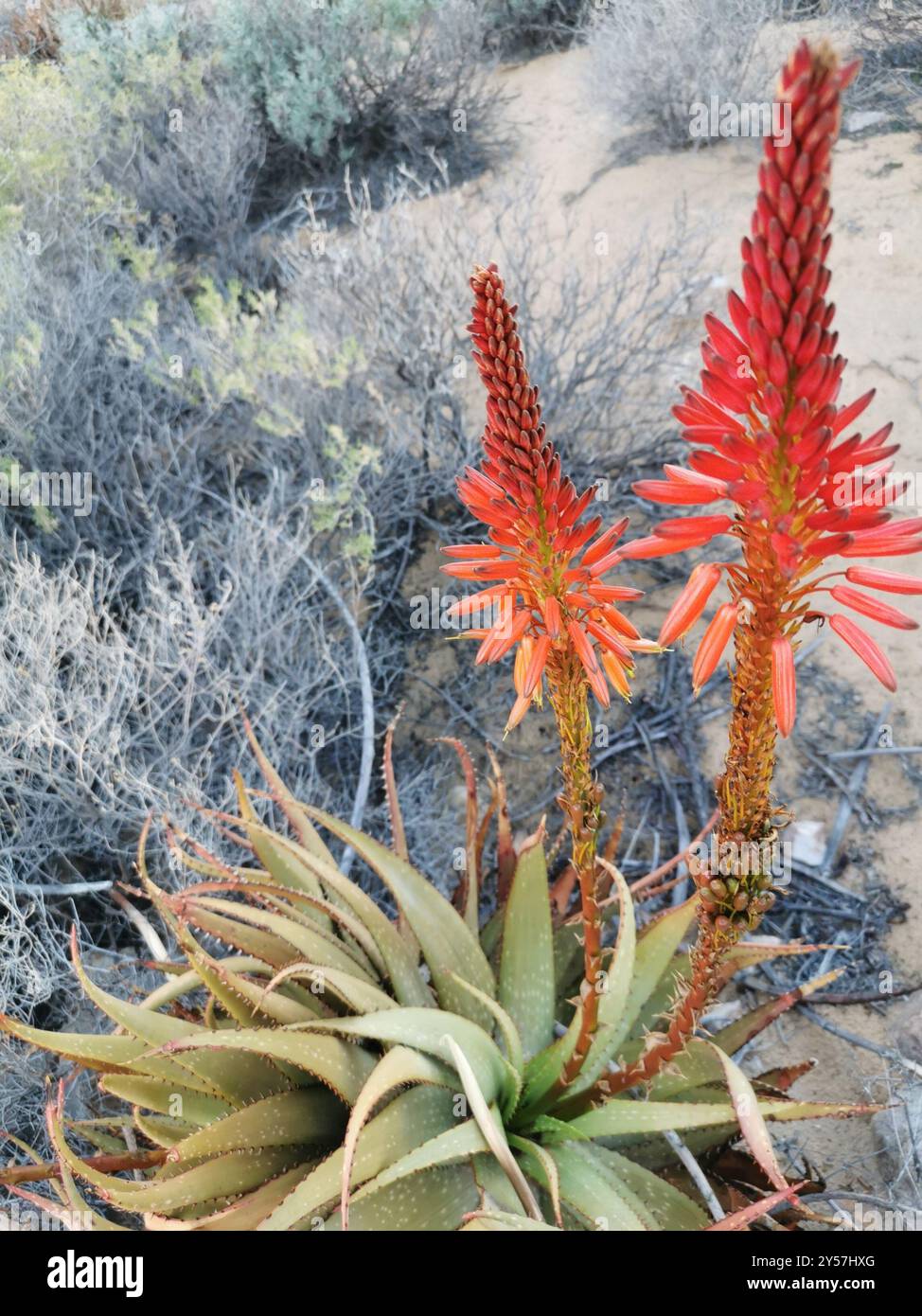 Aloe microstigma (Aloe microstigma) Plantae Foto Stock