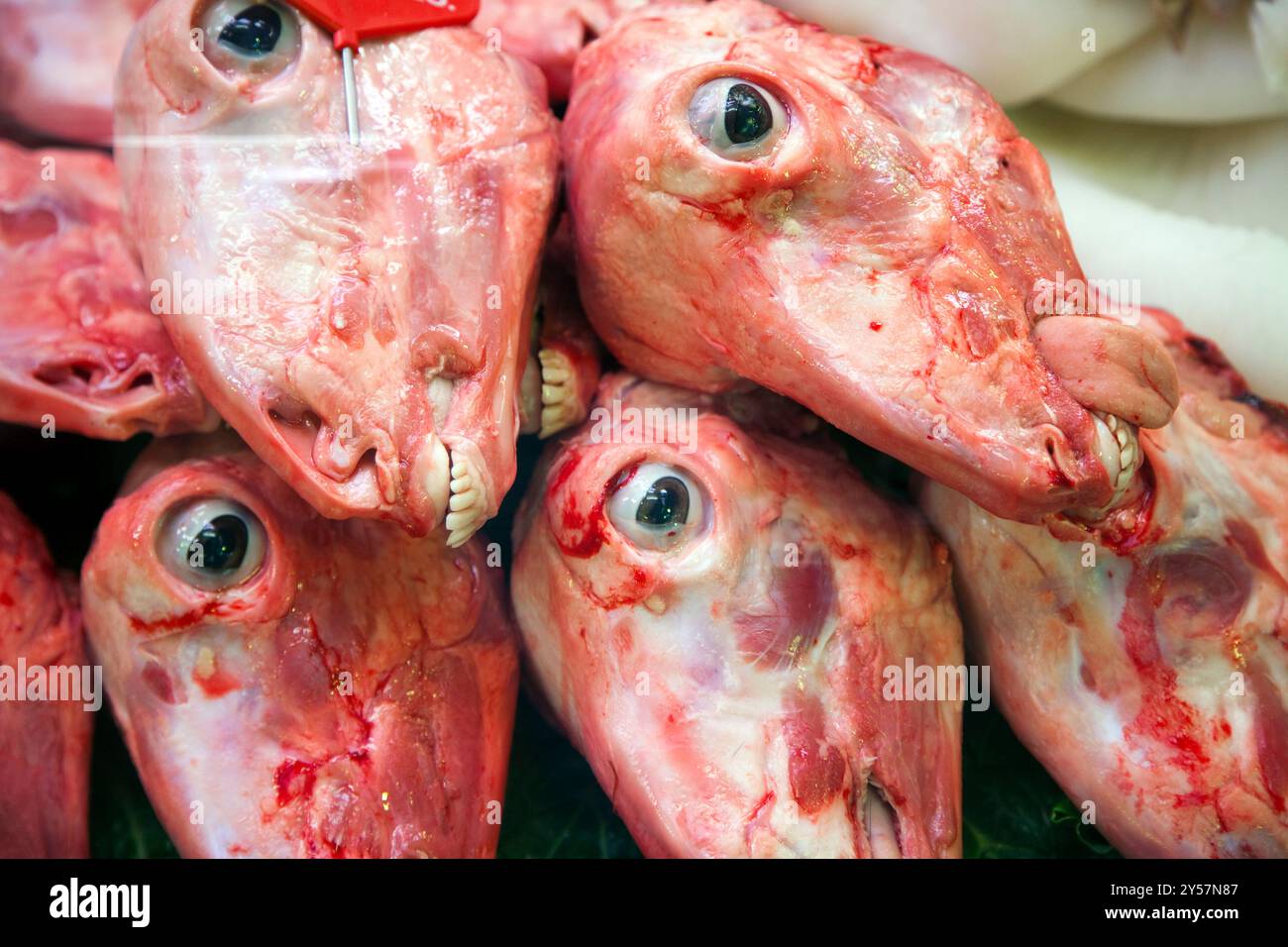 Le teste di pecore fresche sono esposte in modo prominente in una stalla al Mercat de la Boqueria, che mostra le tradizioni culinarie locali di Barcellona. Foto Stock