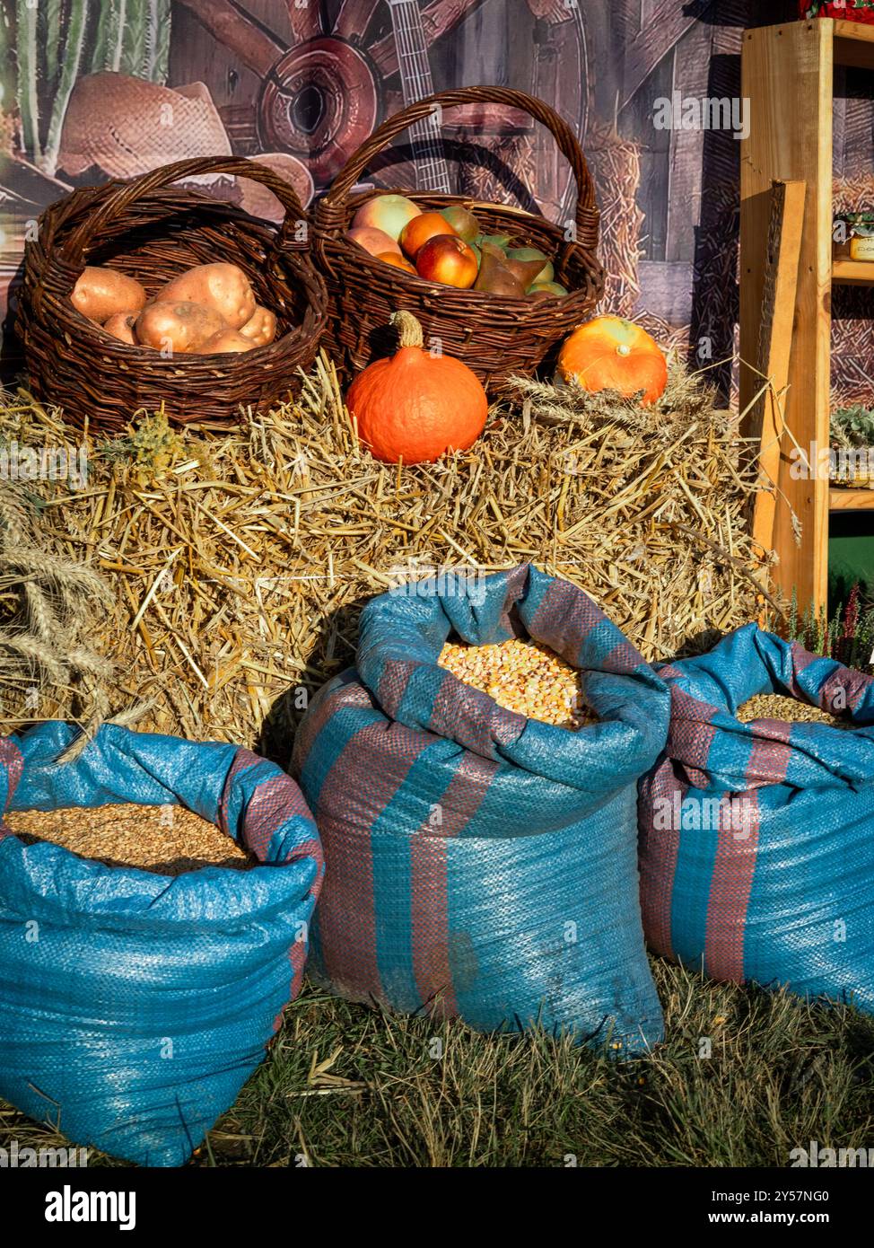 Splendida decorazione autunnale con zucche sul fieno, frutta e verdura colorate in cesti di vimini e granella in sacchetti blu. Festa del raccolto e. Foto Stock