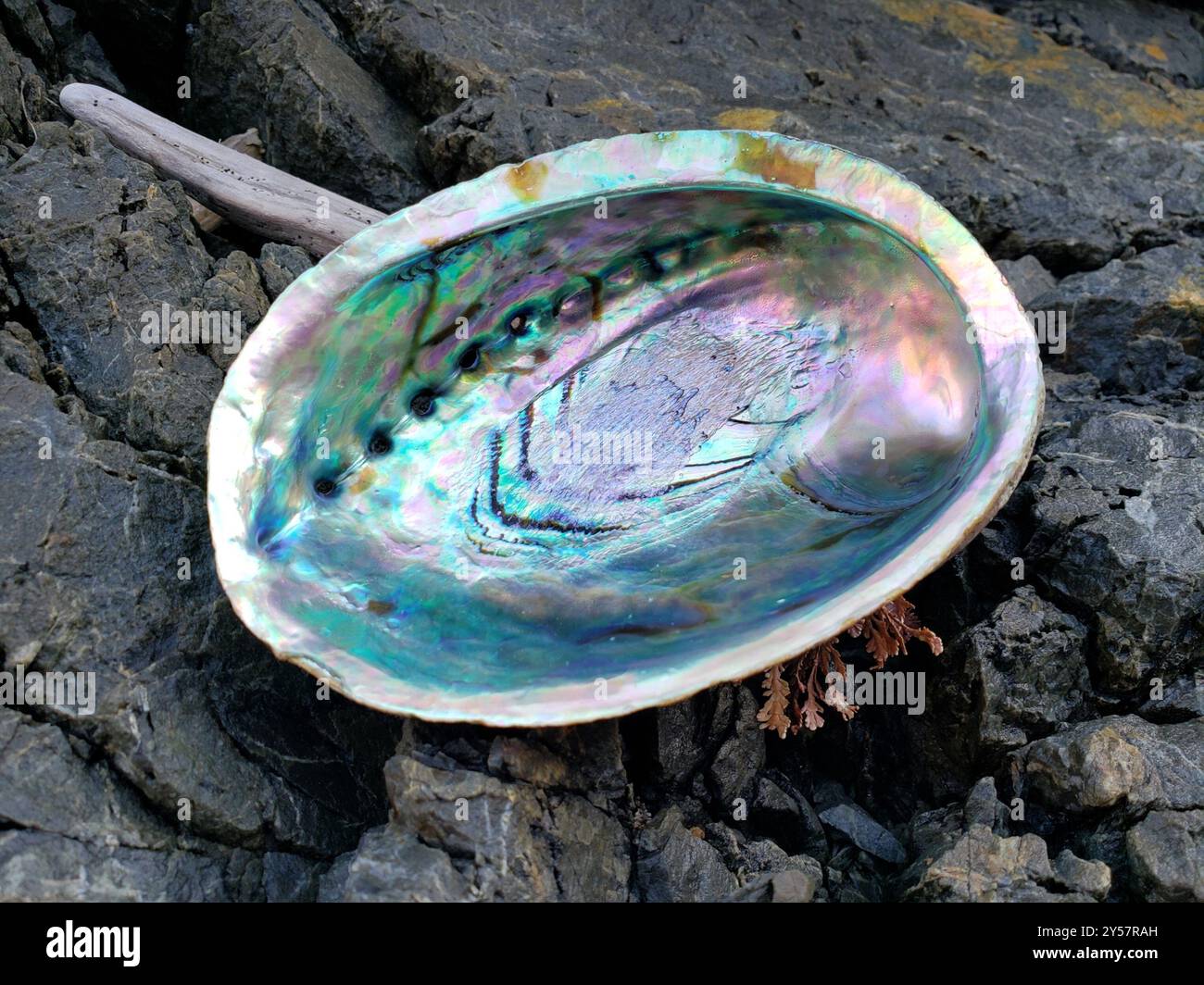 Blackfoot Paua (Haliotis iris) Mollusca Foto Stock