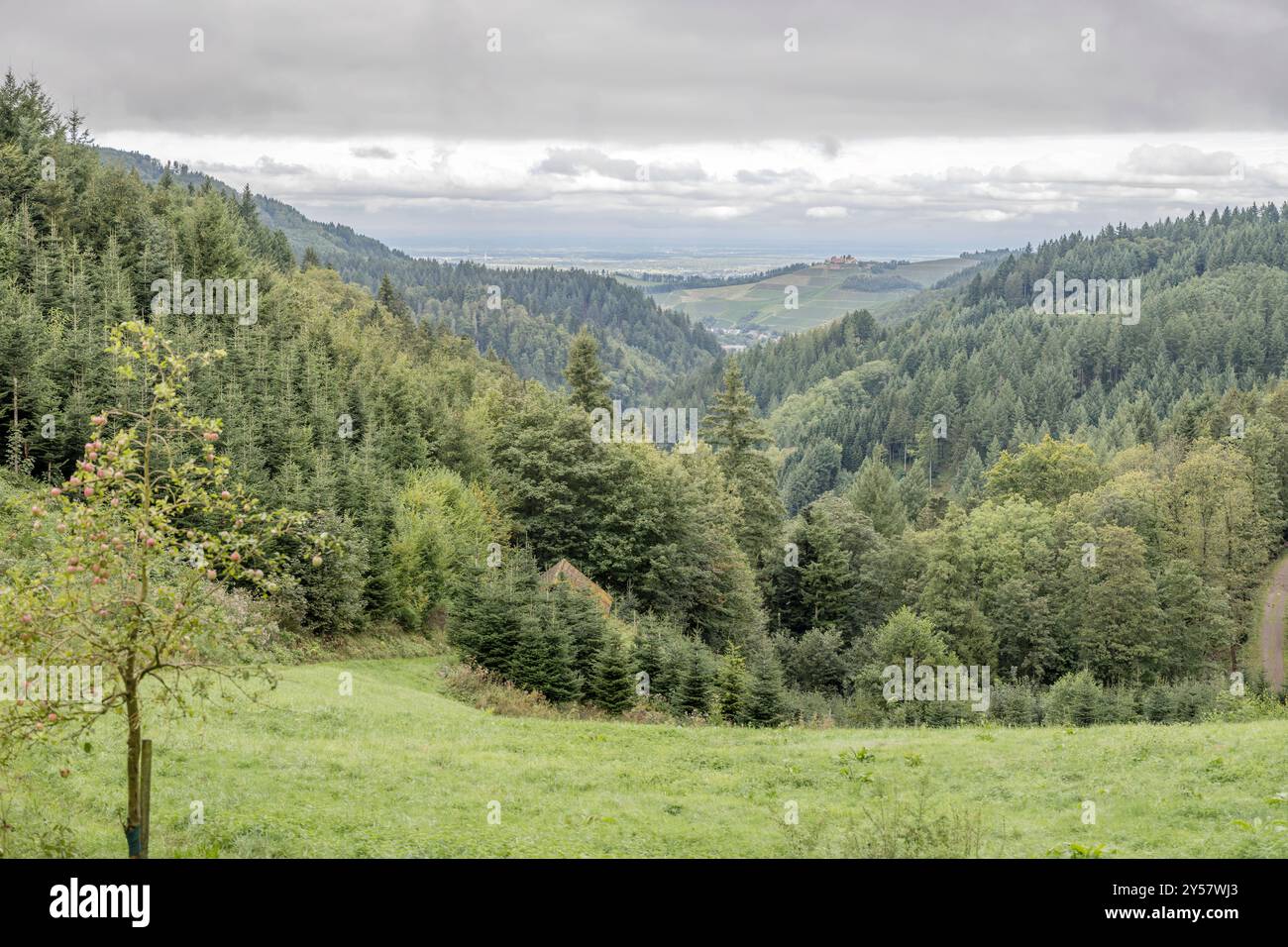 Paesaggio con glade verde sulla foresta di abeti nella valle verde, girato in estate con luce nuvolosa nei pressi di Durbach, Foresta Nera, Baden Wuttenberg, Germania Foto Stock