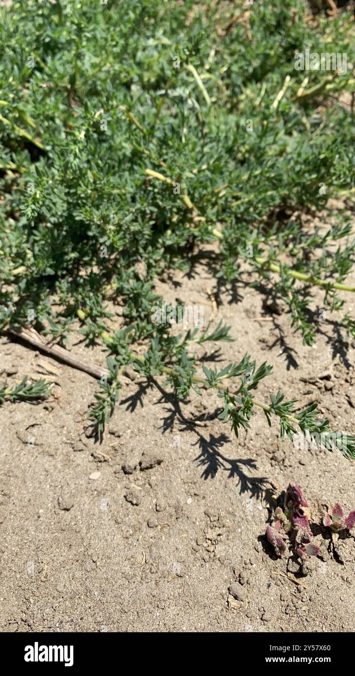 Fivehorn smotherweed (Bassia hyssopifolia) Plantae Foto Stock
