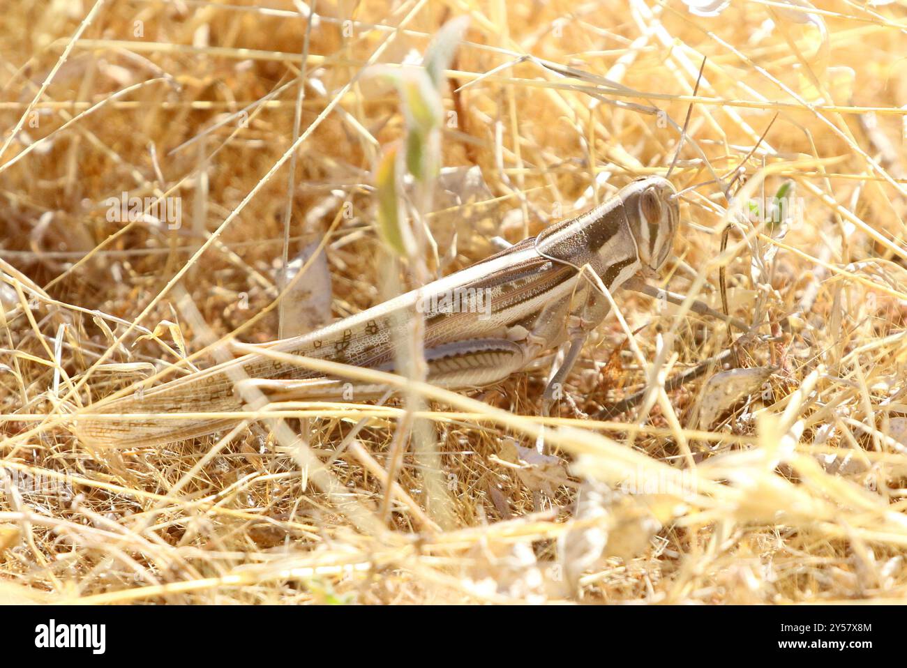 Locust (Austracris guttulosa) Insecta Foto Stock