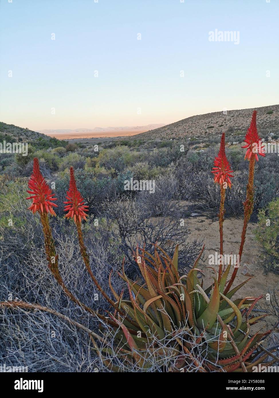 Aloe microstigma (Aloe microstigma) Plantae Foto Stock