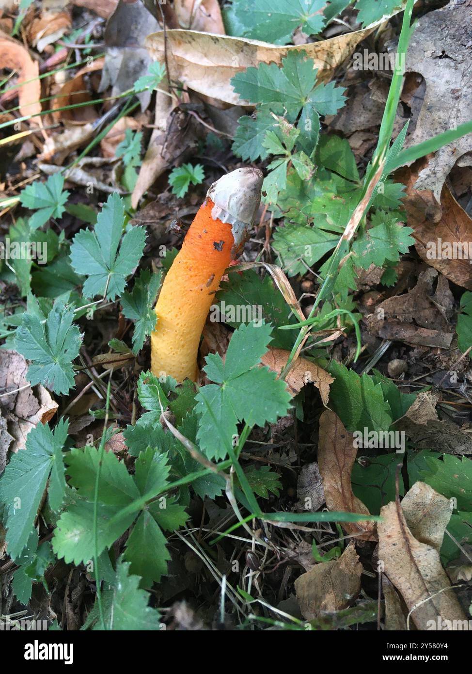 Funghi della diavolo (Mutinus elegans) Foto Stock