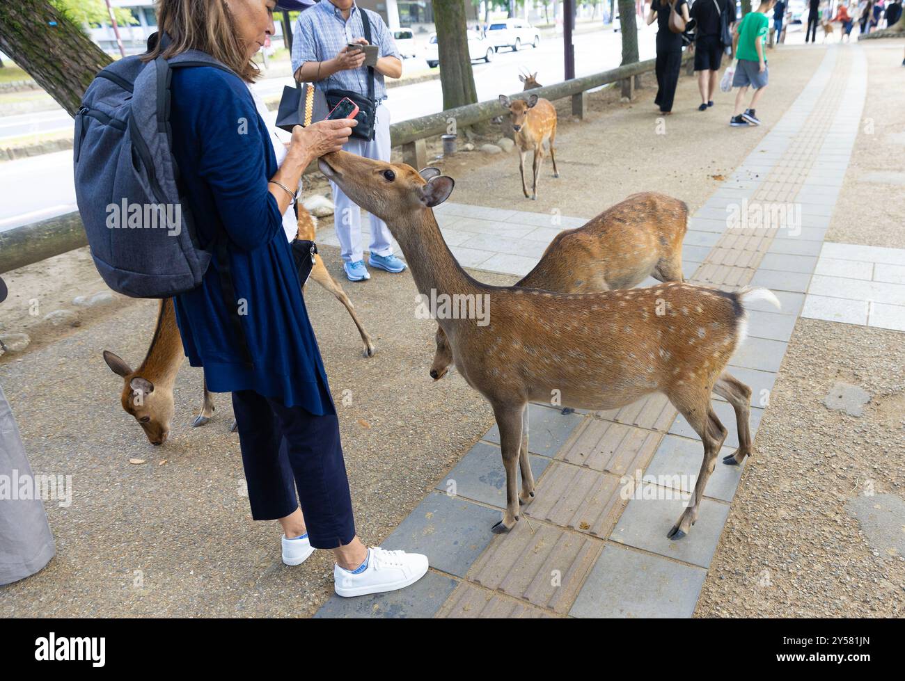 Cervi a Nara, Giappone. Foto Stock