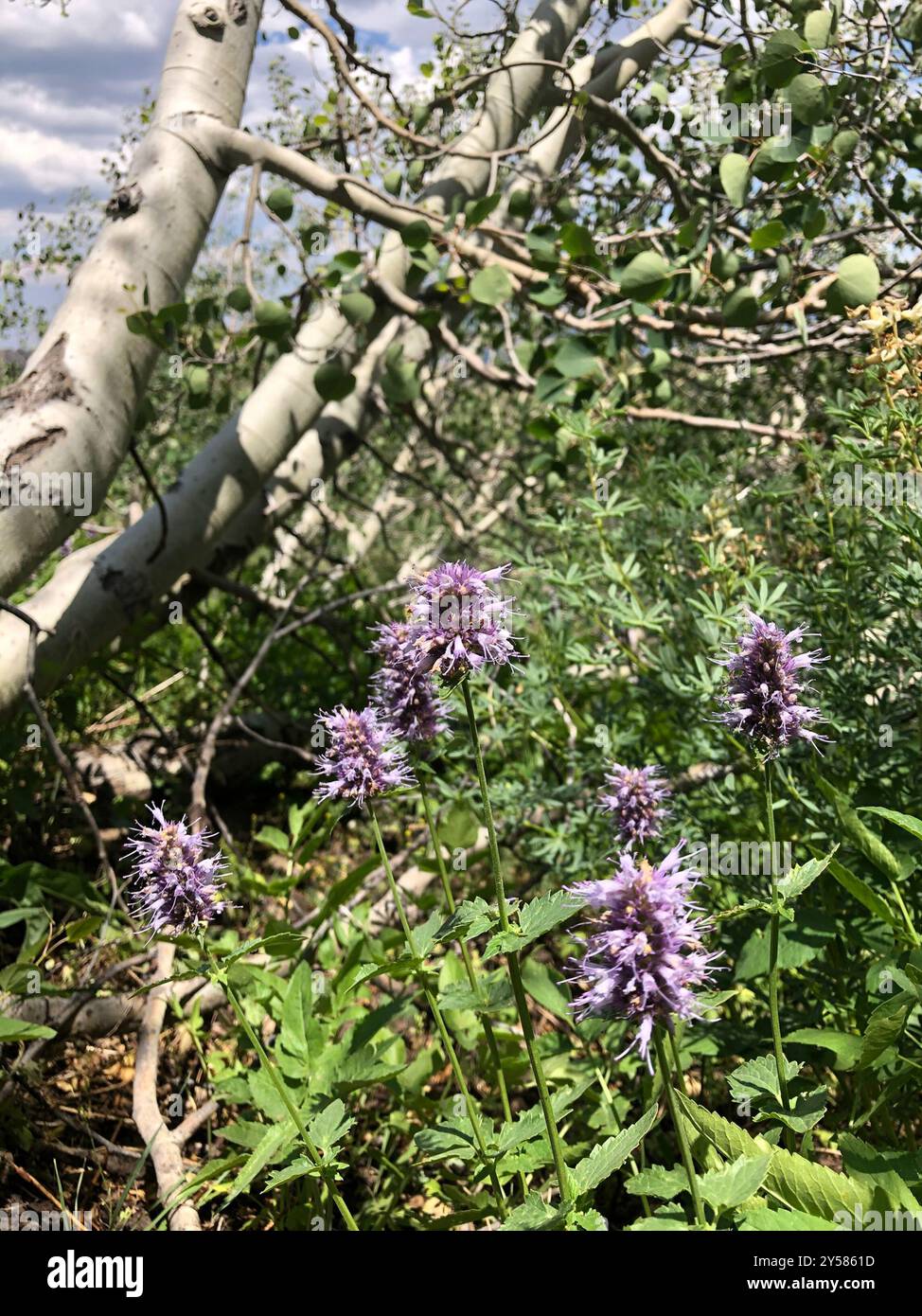 Plantae di issopo gigante delle foglie di ortica (Agastache orticifolia) Foto Stock