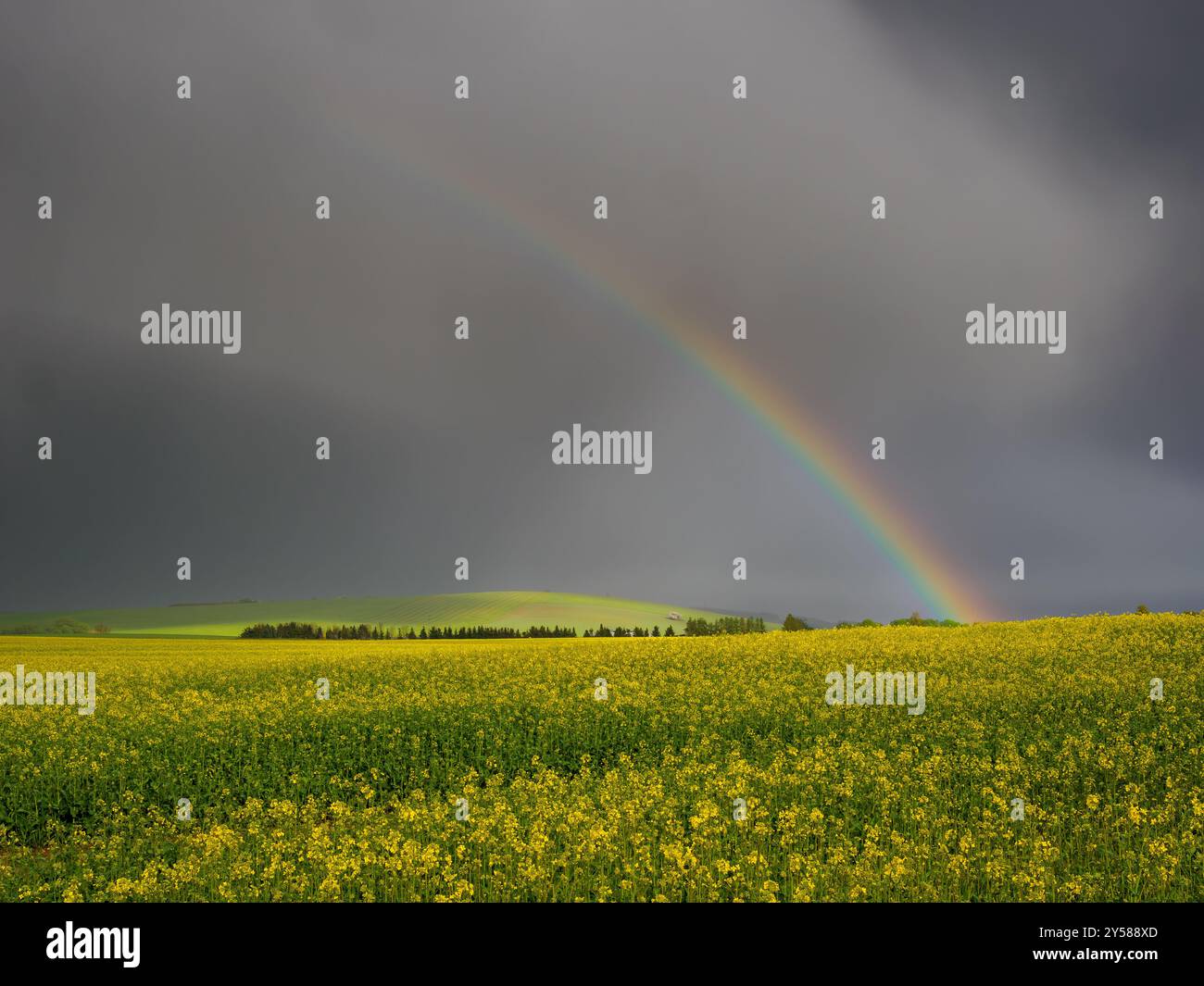 Paesaggio montano. Una vista sulle verdi colline con nuvole di tempesta che incombono su di esse. Un campo di colza in fiore in primo piano. In lontananza Foto Stock