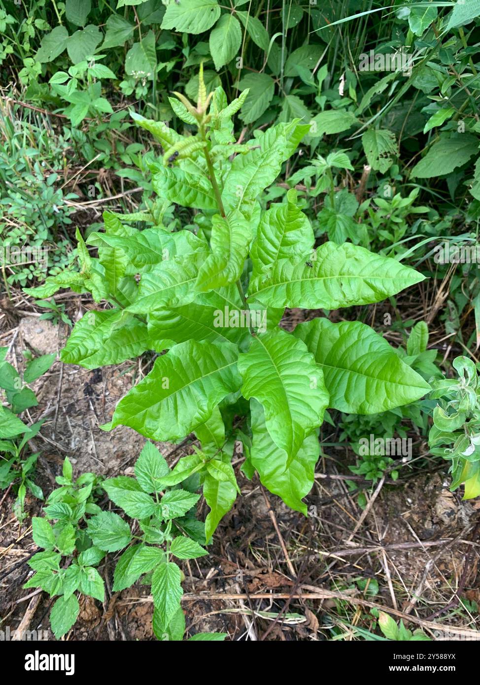 Quercia di manzo (Quercus imbricaria) Plantae Foto Stock