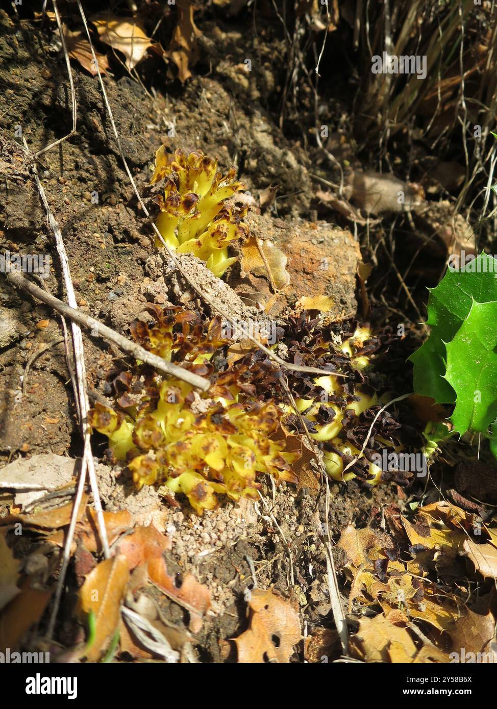 Giallo Cytinus (Cytinus hypocistis) Plantae Foto Stock