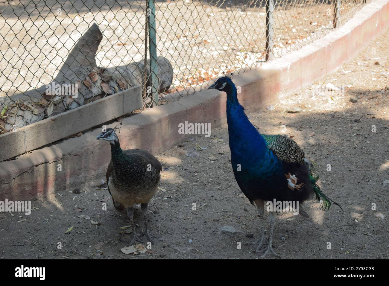 Un pavone o un Pavo muticus in uno zoo alla luce del giorno Foto Stock