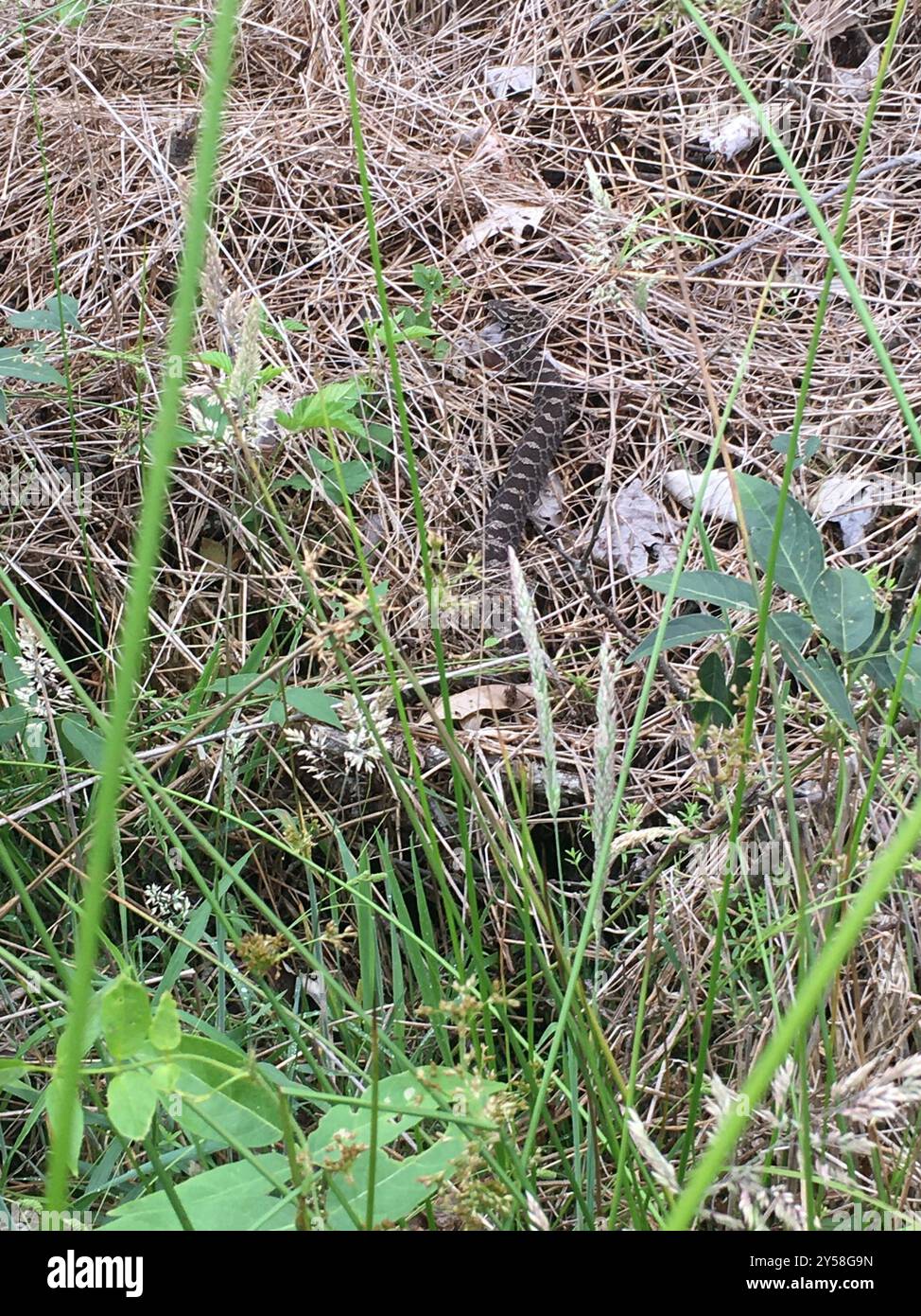 Massasauga (Sistrurus catenatus) Reptilia Foto Stock