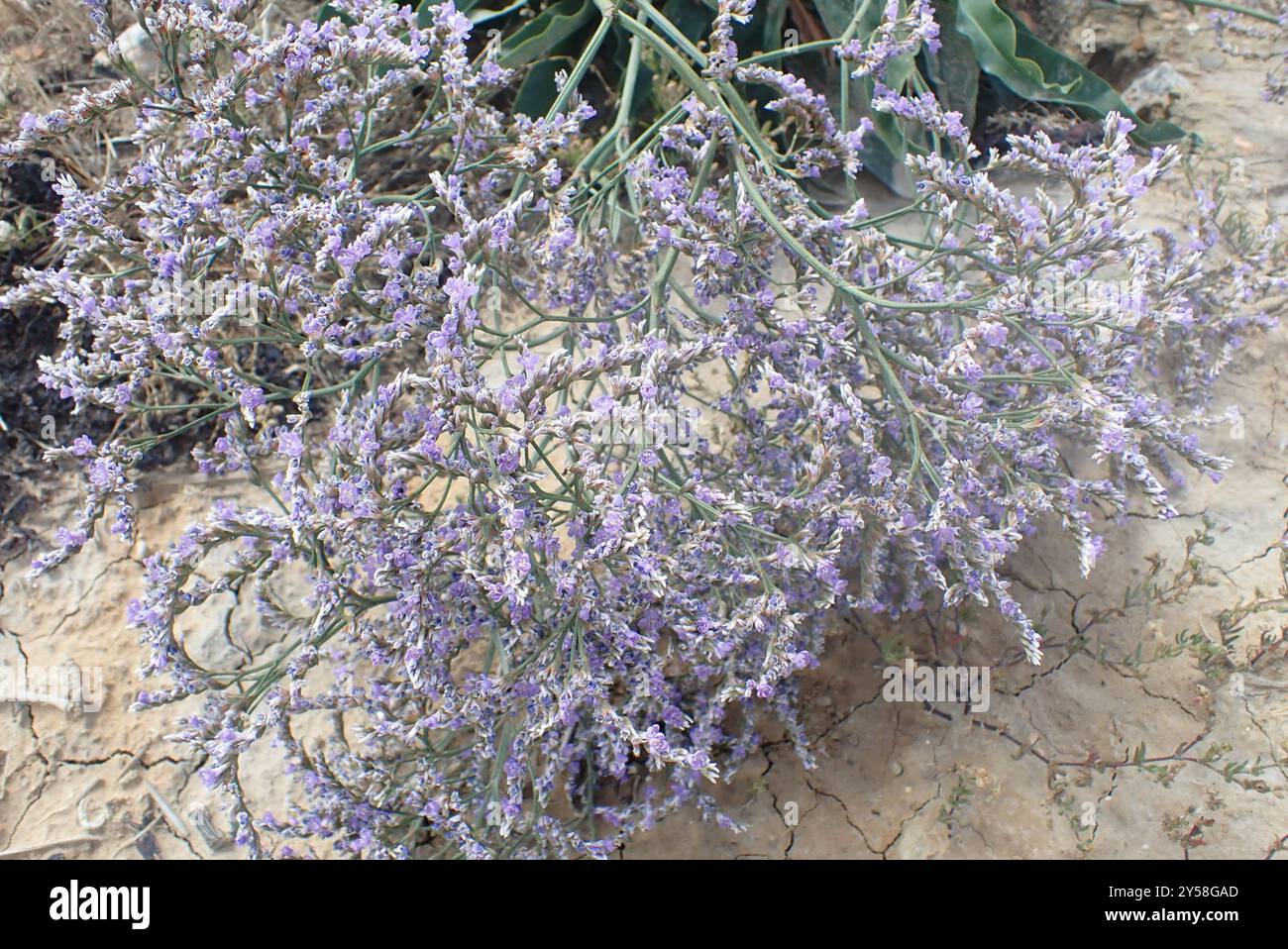 Plantae di limonio (Limonium humile), fiorito di LAX Foto Stock