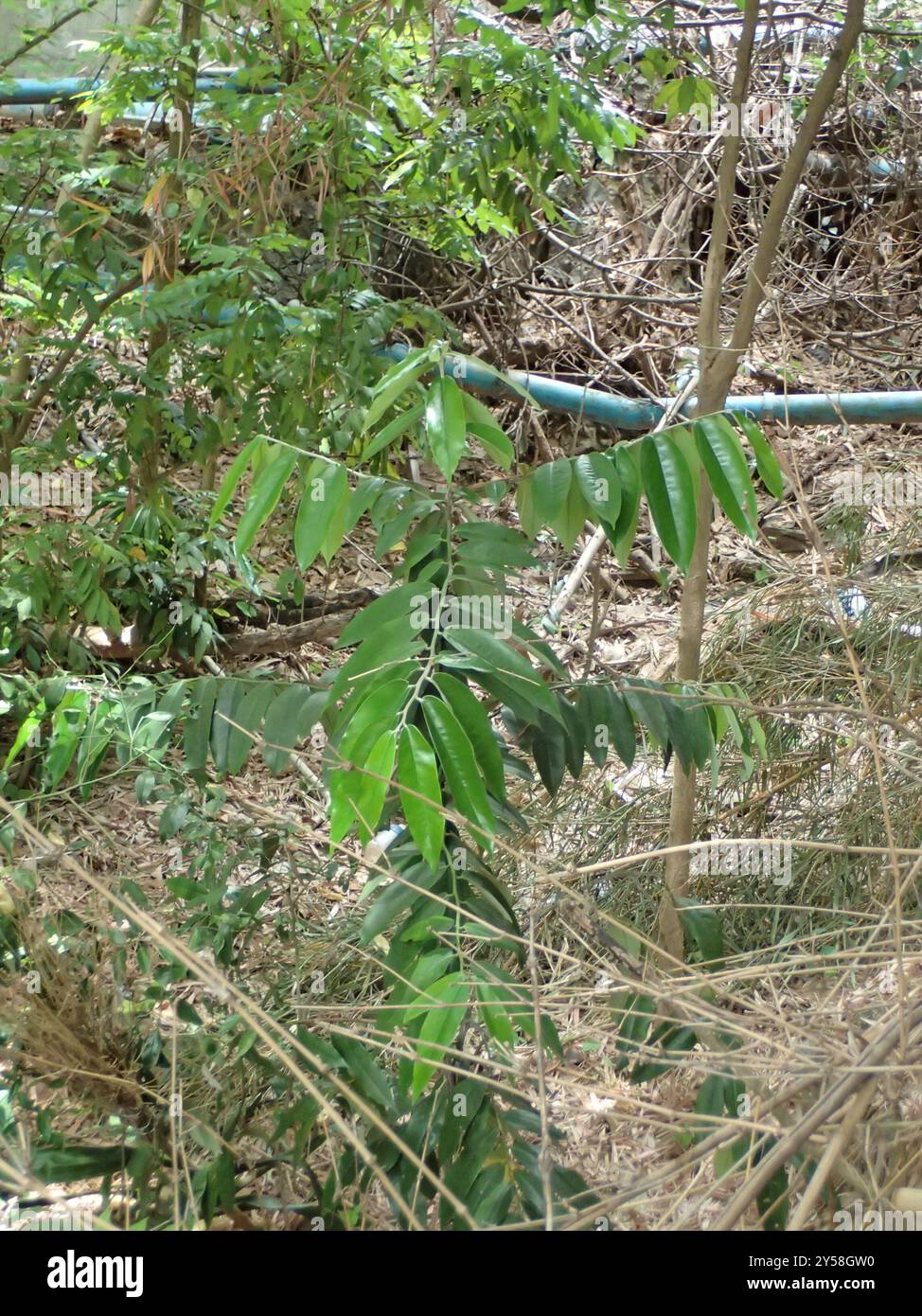 Burro di frutta (Diospyros blancoi) Plantae Foto Stock