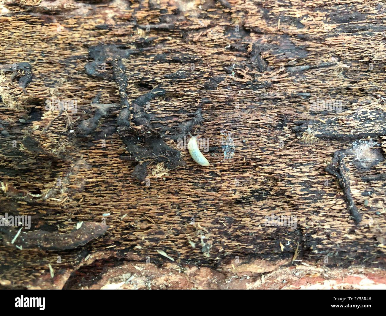 Hedgehog Slug (Arion intermedius) Mollusca Foto Stock