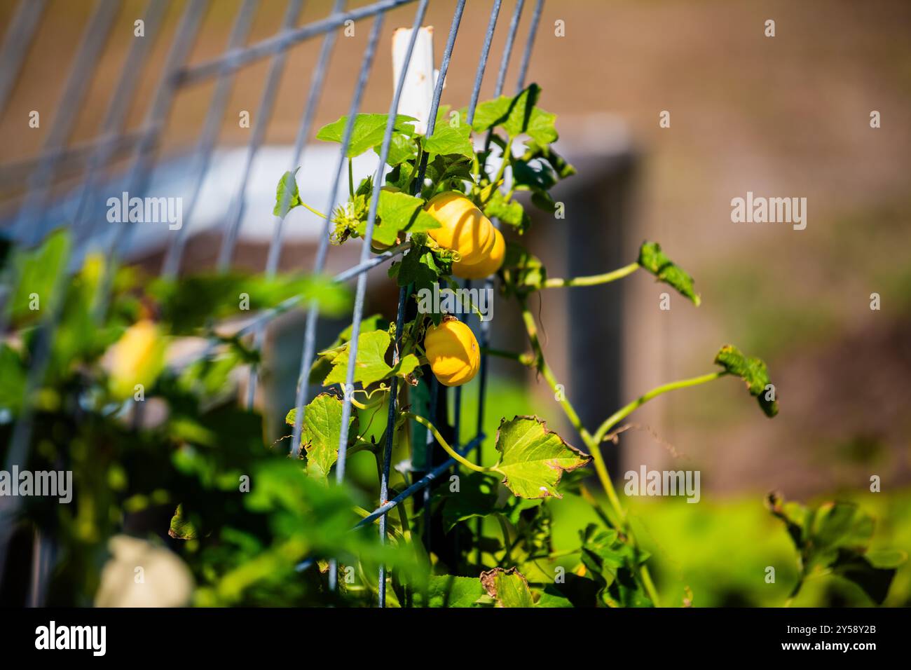 Zucche che crescono in un giardino all'aperto in Texas. Foto Stock