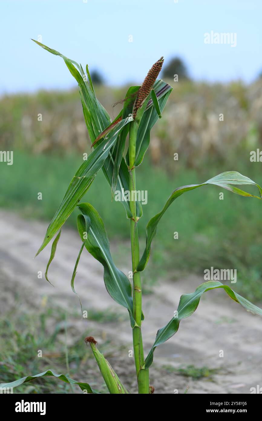 Una pianta di mais, mais in un campo coltivato con una deformazione, una mutazione con una pannocchia invece di una panicola. Foto Stock