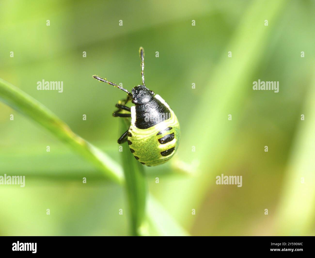 Piccolo bug Foto Stock