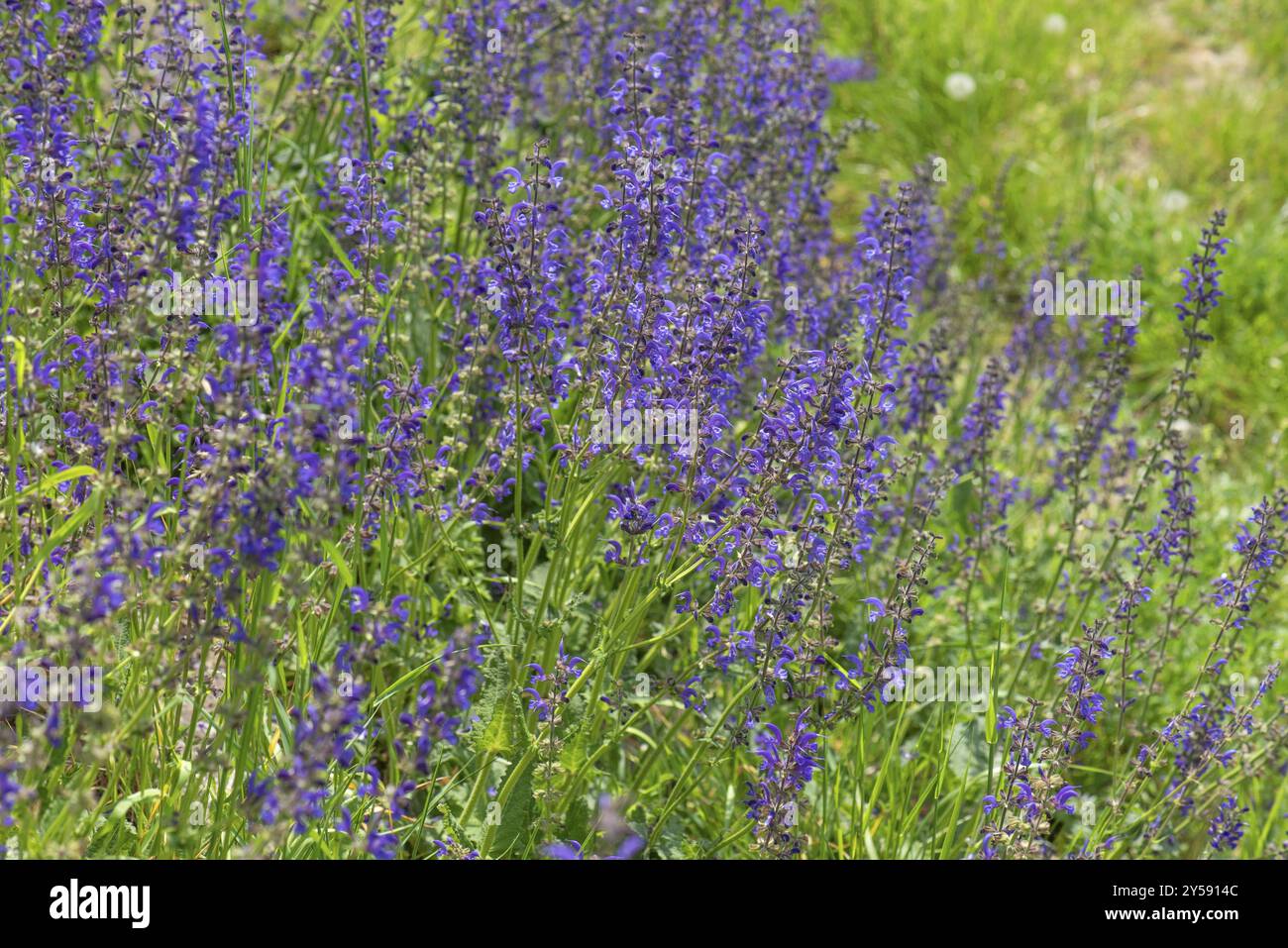 Salvia prato (Salvia pratensis), Baviera Germania Foto Stock