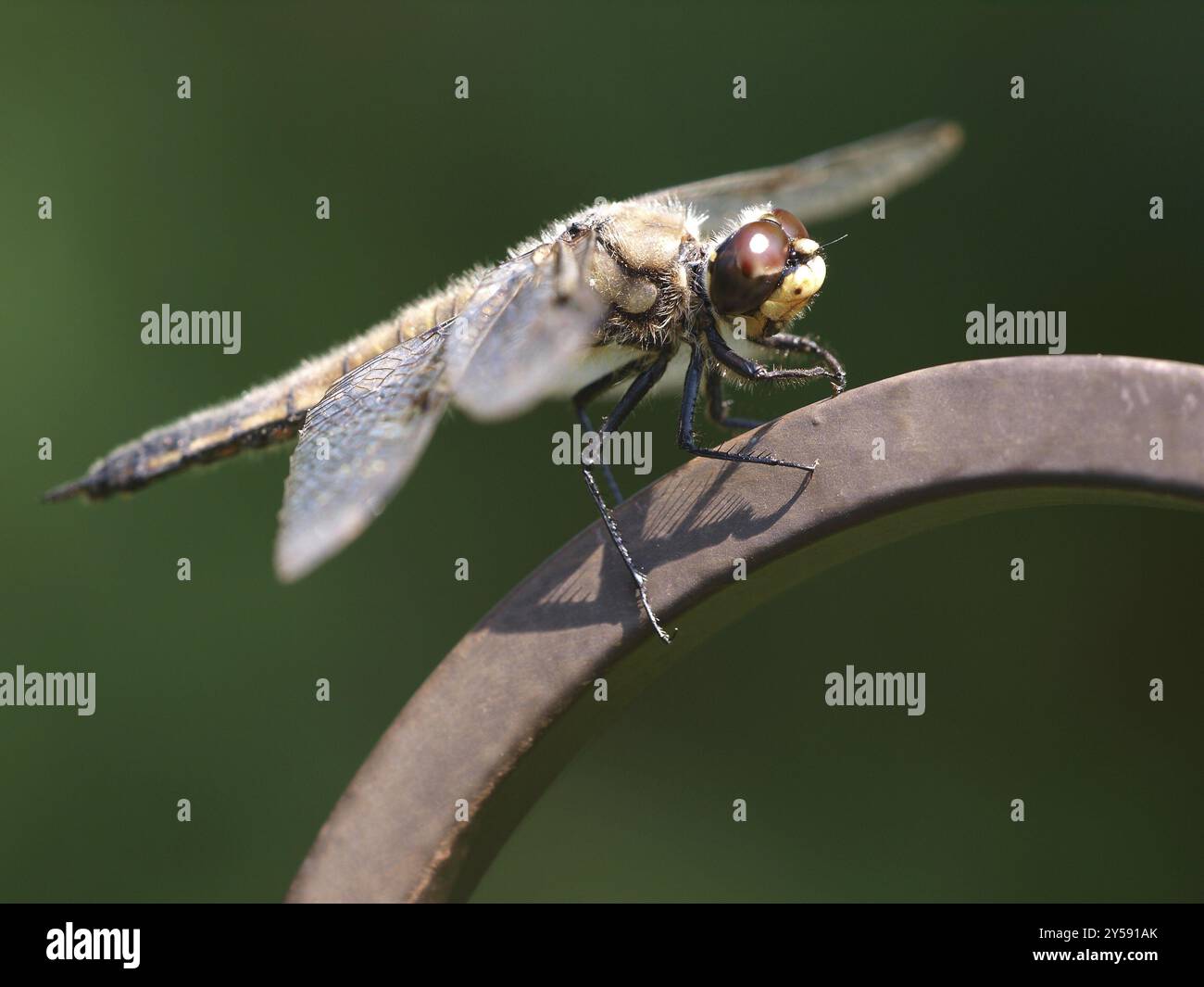 Libellula Foto Stock