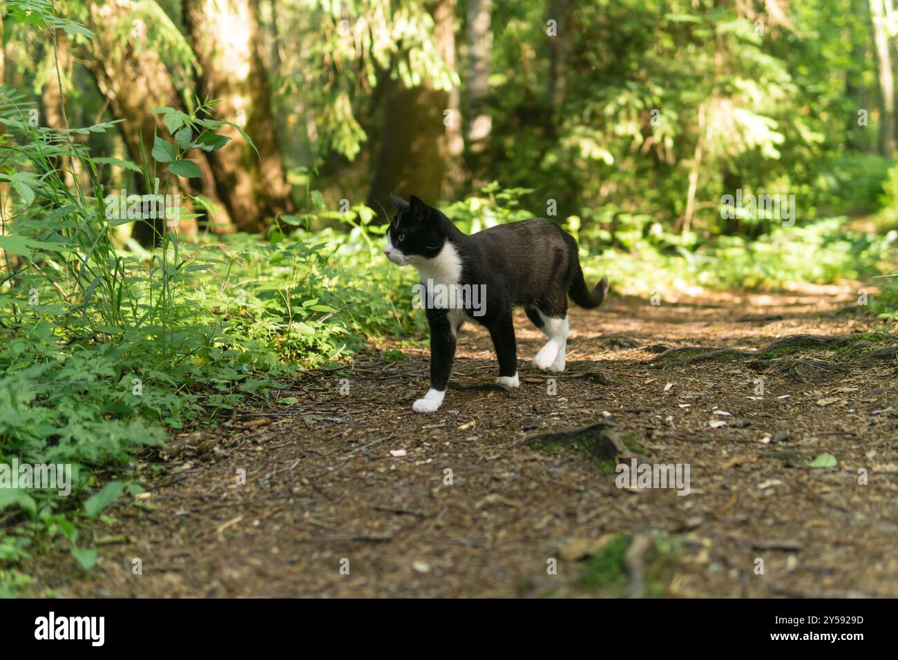 il gatto cammina lungo un sentiero nella foresta Foto Stock